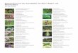 Botanisieren auf der Schwägalp mit Albert Egger …...Grosser Wiesenknopf (Sanguisorba officinalis)) Familie der Rosengewächse (Rosaceae) Heilpflanze, essbar Augentrost (Euphrasia