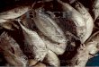 Fischmarkt in Hoi An - Vietnam - Viola Schuetzviolaschuetz.de/wp-content/uploads/2015/03/Vietnam...Fischmarkt in Hoi An - Vietnam Author Viola Schuetz Subject Fisch Keywords Fischmark,