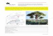 Chinesische Hanfpalme, Fortunes Hanfpalme · 2020-05-21 · Info Flora 2019 1 Invasive Neophyten: Bedrohung für Biodiversität, Gesundheit und/oder Wirtschaft Chinesische Hanfpalme,