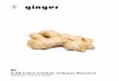 ginger - ICAR-Indian Institute of Spices Research Pamphlets... · Ginger is propagated by portions of rhizomes known as seed rhizomes. Carefully preserved seed rhizomes are cut into