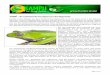 KAMBÔ – der schamanische Froschgeist aus dem Regenwald · Seite 1 von 4 KAMBÔ – der schamanische Froschgeist aus dem Regenwald Kambô ist eine Medizin aus dem amazonischen Regenwald