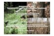 Wildschäden im Wald: Rechtliche und fachliche Grundlagen ... Landesbetrieb Wald und Holz Nordrhein-Westfalen Forschungsstelle für Jagdkunde Wildschäden im Wald: Rechtliche und fachliche