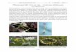 Pflanzenporträt: Crocus spp. – Krokusse Iridaceae...zählen hauptsächlich zum Kleinen Krokus (Crocus chrysanthus, Abb. 9); mit deutlichen, sehr dunklen Streifen an der Außenseite