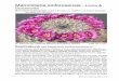 Mammillaria sinforosensismammillaria.eu/loseblattsammlung/M_sinforosensis.pdf · 2011-03-03 · bres de Sinforosa, die die Pflanzen wachsen am Typ-standort in einer Höhen-lagen von