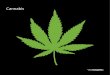 Cannabis - villa-schoepflin.de · Neben Alkohol und Nikotin zählt ... Auswirkungen im menschlichen Körper verantwortlich. Der Gehalt an THC ist seit Anfang der 80er-Jahre deutlich