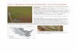 Die Libellen Deutschlands und Europas Deutschlands und Europas.pdfAtlas of the dragonflies and damselflies of Europe - distribution - habitat selection - 143 European species gebunden