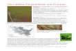 Die Libellen Deutschlands und Europas...Atlas of the dragonflies and damselflies of Europe - distribution - habitat selection - 143 European specieshe Forthcoming in November 2015