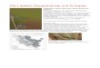 Die Libellen Deutschlands und Europas · Atlas of the dragonflies and damselflies of Europe - distribution - habitat selection - 143 European species 79,95 € This is the first detailed