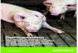 Rechtsgutachten Schweinehaltung | Greenpeace · 2017-08-18 · Greenpeace, Kursbuch Agrarwende 2050 – ökologisierte Landwirtschaft in Deutschland, S. 21, 88, 89. 3 Vgl. hierzu
