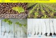 Fotos zur Forstpflanzenproduktion und zur Pflanzenqualität … · 2019. 10. 24. · Fotos zur Forstpflanzenproduktion und zur Pflanzenqualität Auswahl bzw. gekürzte Fassung der