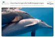 Unterstützt durch: Verantwortungsvolle Delfinbegegnungen - Dolphin … · 2016. 7. 31. · Delfin-Ruheplatz: Unterstützt durch: Shaab El Erg (Dolphin House) Verhaltenskodex in Zusammenarbeit