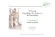 Bewegungsapparat Muskeln und Sehnen · 2020. 5. 7. · Vorlesung Grundlagen der Anatomie & Embryologie Vesalius, De humanicorporisfabrica(1543) Bewegungsapparat Muskeln und Sehnen