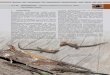 4.3.22 Waldeidechse Zootoca vivipara Lichtenstein, 1823) · 2016. 1. 21. · WALDEIDECHSE 470 Karte 1: Aktuelle Verbreitung (1990–2014) der Waldeidechse in Deutschland (modifiziert