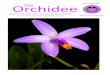 Volume 5(01) 2019 Orchidee Die · 2019. 3. 23. · 7 Hoffmannseggella × meyeriana Die Orchidee 5(01), 2019/E-Paper species, Pseudolaelia irwiniana and Pdla.corcovaden-sis, Encyclia,