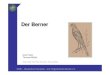 DKB-Homepage - Der Berner · 2014. 9. 4. · Der Kopf ist kurz, breit, eckig, gedrungen und auf der Oberseite abgeflacht. Die Stirn ist gewölbt, tritt deutlich hervor und ist markant