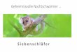 Geheimnisvolle Nachtschwärmer...Projekt „Siebenschläfer und Artenvielfalt“ NABU Leverkusen Gefördert durch die Stiftung Umwelt und Entwicklung NRW (SUE) Zweijährig: 2015