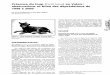 Présence du loup (Cam's lupus) en Valais: observations et ...Loup du Simplon Dès la fin d'octobre 1998, un grand canidé a attaqué et tué des moutons dans la région du Simplon