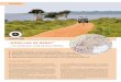 „GORILLAS IM NEBEL“ - Wigwam Tours · tet schon das Safari-Fahrzeug und mit einer Pirschfahrt durch hügelige Savannenlandschaft geht es zu einem exklusiv für uns reservierten