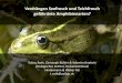 Verdrängen Seefrosch und Teichfrosch gefährdete Amphibienarten? · 2016. 11. 26. · um ca. 38% seit 1992 . 2 km . Verbreitungstrends seit 1999 . Wasserfrosch-Komplex 1992 . Kleiner