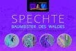 Specht Broschuere Ausstellung 2p0 - Naturvielfalt Landsberg · Der Buntspecht ist die häuﬁ gste Spechtart in Deutschland. Er ist etwa 23 cm groß, hat einen schwarzen Rücken und