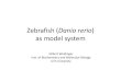 Zebrafish (Danio rerio) - Universität Ulm · Zebrafish (Danio rerio) as model system Gilbert Weidinger Inst. of Biochemistry and Molecular Biology Ulm University. Zebrafish taxonomy