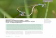 Moorrenaturierungen – vom Klimaschutzprogramm Bayern … · ANL IEGEN NATUR 42(1), 22 7 KLIP 2050 Abbildung 1 . Paarungsrad der Zwerglibelle (Nehalennia speciosa). Eine hoch- gradig