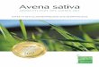 Avena sativa - A-DERMA · 2017. 1. 16. · Insgesamt werden von Avena sativa drei verschiedene Heilmittel gewonnen: Während Haferkleie und -mehl aus der Frucht (Avena fructus) und