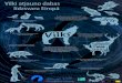 Vilki atjauno dabas līdzsvaru Eiropā · 19. gadsimtā vilki Eiropā gandrīz izzuda. Bez vilkiem ekosistēmas mainījās. Mūsdienās Eiropā ir vismaz 20,000 vilku. Vilki atgriežas
