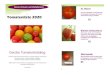 Tomatenliste 2020 01 Kleines Ochsenherz 02 · 2020. 4. 28. · Eure Gerda Seite 2 St. Pierre Frühe bis mittelfrühe rote Fleischtomate mit fruchtigem Geschmack, die Früchte sind