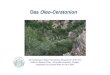 13 Das Oleo-Ceratonion Caroline Wittor · Das Oleo-Ceratonion ist eine mediterrane Pflanzengesellschaft und erstreckt sich meistens in küstennahen Gebieten von Meeresspiegelhöhe