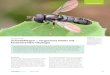 Schwebfliegen – vergessene Helfer mit faszinierender Ökologie€¦ · faszinierender Ökologie Schwebfliegen erbringen wichtige Leistungen, sowohl für uns Menschen als auch für