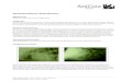 Anicura Aachen Mitralisinsuffizienz dekompensiert generalisierte Kardiomegalie. Der diastolische Durchmesser