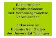 Rachenblütler Scrophulariaceae incl. Veronikagewächse ...dr-franz.oberwinkler.de/wp-content/uploads/Fam._Rachenbluetler... · Scrophulariaceae, Braunwurzgewächse, Rachenblütler