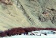 Schattenläufer€¦ · In Ladakh, dem äußersten Norden Indiens, ist es Thomas Bauer (Text und Fotos) gelungen, einen Schneeleoparden in freier Wildbahn zu beobachten. Die Geschichte