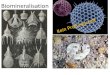 Biomineralisation - ETH Zn.ethz.ch/~nielssi/download/4. Semester/AC II/Unterlagen/6_AC II... · Monodonta labio Wachstum von Aragonit . Scanning electron micrographs of the same crystals