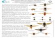 Informationsblatt zur Wespen-Identi˜zierungfrelonasiatique.mnhn.fr/wp-content/uploads/sites/10/2018/09/Wespe… · Bei Ausdruck im A4-Format sind die Insekten in Lebensgröße abgebildet