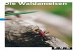 Die Waldameisen€¦ · Hügel bauende Waldameisen – eine Gruppe von Vielen 4 Ameisenstaat – ein soziales Gefüge im Nest 6 Ameisennest – ein sich wandelndes Kunstwerk 8 Kommunikation