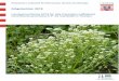 Landesmonitoring 2018 für das Pyrenäen-Löffelkraut ... · Landesmonitoring 2018 für das Pyrenäen-Löffelkraut (Cochlearia pyrenaica A.P. de Candolle) in Hessen im Auftrag des