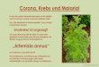 New Corona, Krebs und Malaria! · 2020. 9. 12. · Die durch den Nobelpreis gekrönte Naturheilpflanze „Artemisia annua“ ist die Pflanze der Hoffnung geworden! Die vieles vermag!