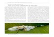 Weiße Fledermaus, Ectophylla alba H. Allen, 1892€¦ · ist Ectophylla alba durch ein weißes Fell mit gelbem Na senblatt und gelben Ohren gekennzeichnet. Da sie die ein zige weiße
