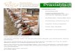 Praxisbladl · Praxisbladl Ausgabe Rind Jahrgang 1 - Ausgabe 1/2011 Inhaltsübersicht: Rinderfütterung: Zusammenfassung des Fütterungsseminars vom 16.2. mit Frau Dr. Mahlkow-Nerge