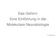 Das Gehirn: Eine Einführung in die Molekulare Neurobiologiearndbaumann.com/veranst/gehirn/pdf/vl3.pdf · -Kanal Nomenklatur / Vorkommen Gen Typ Gewebeexpression SCN1A Na v 1.1 CNS,