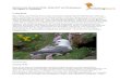 Reisebericht Shetland 09.06.-18.06.2017 mit Birdingtours ... · Nicht zu vergessen ein singender Zilpzalp im Hotelgarten, der anscheinend den Weiterflug verpasst hat. Zum Abschluss
