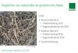 Regulation von Nematoden im geschützten Anbau...Achim Holzinger, Nübel den 22.07.2019 16 Regulation von Nematoden im geschützten Anbau Paratylenchus Möhre, Sellerie, Rettich, Kohl,