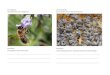 die Honigbiene die Bienenkأ¶nigin Honigbiene (Nomen) Bienenbruecken-bauen.org/.../bildwoerterbuch-bienen-