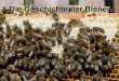 Die Geschichte der Bienen - Bienenzuchtverein Sulzbach-Rosenberg · 2010. 1. 20. · die Bienen daran ihre Brut, Polen und Honig in der Wabe zu vermischen. Die Brut ist in der Mitte