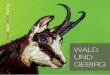 Painting Power Bauer Walter - BRANDNEW-DESIGN.DEbrandnew-design.de/.../Walter-Bauer/Wald-u-Gebirg_Web.pdfWALTER BAUER TIERPORTRÄTS Wald und GeBirG. Die Gebirgswelt Österreichs hat