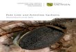 Rote Liste und Artenliste Sachsens · 2020. 7. 31. · serkäferarten der Flora-Fauna-Habitat-Richt linie der EU. Einen besonderen Anteil haben die Akti-vitäten der in ihrer Freizeit
