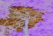 © J. Evers - Hesse · 2020. 11. 6. · 2 • Die Kronenverlichtung ist ein wichtiger Indikator, um den Gesundheitszustand von Bäumen zu beurteilen. Gesunde Bäume erkennt man an