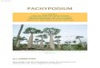 PACHYPODIUMlejardinnaturel.com/de/Pachypodium-de.pdf · 2014. 1. 10. · Pachypodium rosulatum - Le Jardin Naturel (Reunion) - Die 'aufgestellten' Pachypodien: Endemisch auf Madagaskar